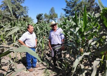 Productores de Tiquisate beneficiados con semilla y asistencia técnica