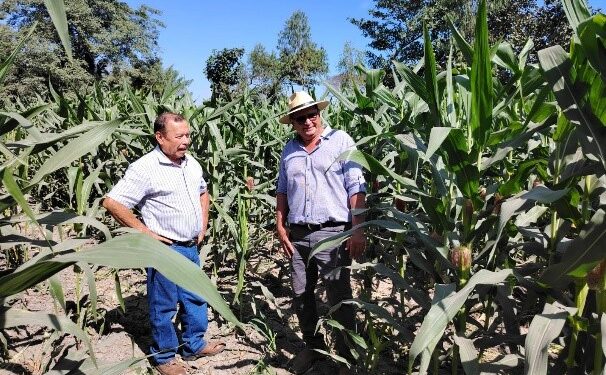 Productores de Tiquisate beneficiados con semilla y asistencia técnica