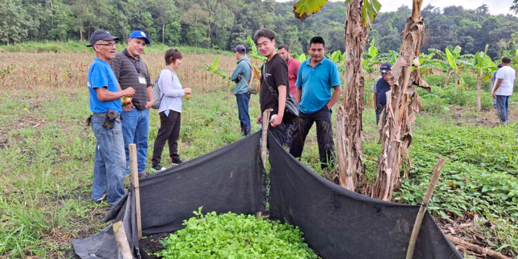 Productores fortalecen su participación en la alimentación escolar en Petén