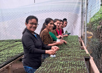 Promoviendo la producción de pilones de hortalizas en Alta Verapaz