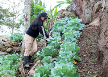 Qué es y para qué sirve la agroecología