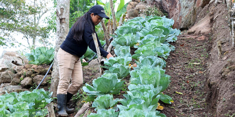 Qué es y para qué sirve la agroecología
