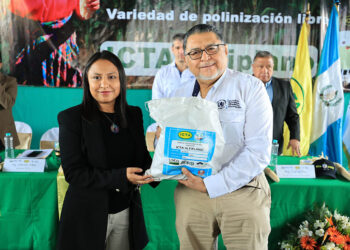 Realizan lanzamiento de variedad de maíz blanco ICTA-Altiplano