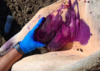 Refuerzan acciones preventivas en combate al Gusano Barrenador del Ganado