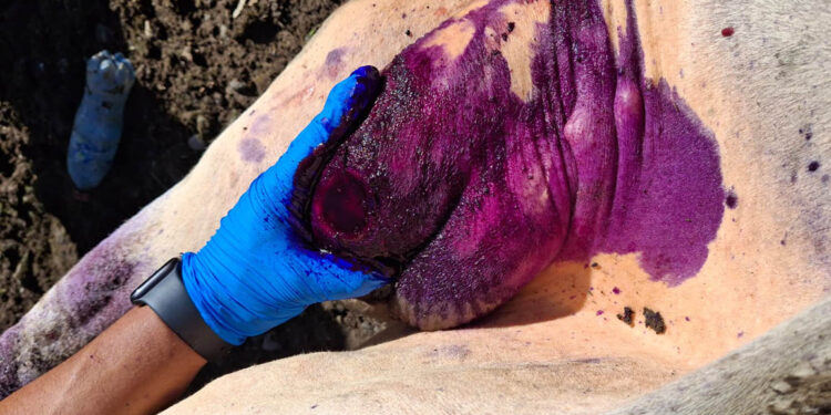 Refuerzan acciones preventivas en combate al Gusano Barrenador del Ganado