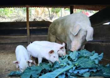 Registros y procesos digitales avances claves en la ruta para declaración de país libre de Peste Porcina Clásica