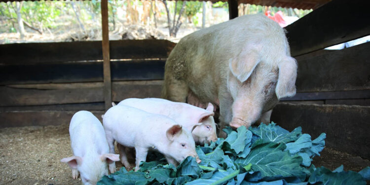 Registros y procesos digitales avances claves en la ruta para declaración de país libre de Peste Porcina Clásica