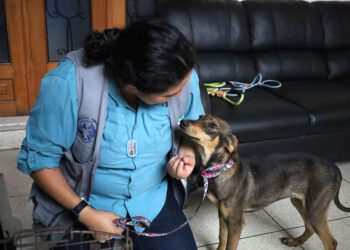 Resguardan a nueve perros que eran maltratados en San Pedro Pinula, Jalapa
