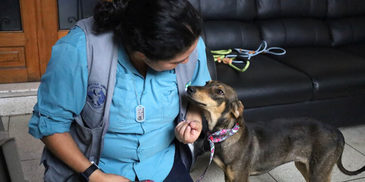 Resguardan a nueve perros que eran maltratados en San Pedro Pinula, Jalapa