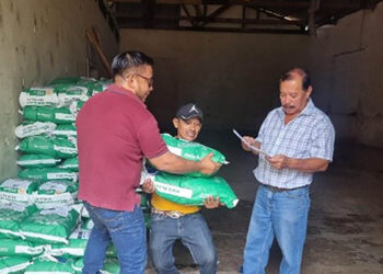 Semilla de maíz fortalecerá producción de Suchitepéquez