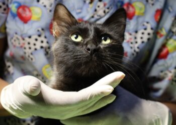 Un día para reflexionar acerca del cuidado y protección de los gatos