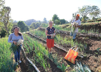 Los huertos comunitarios: una oportunidad para cultivar y mejorar la vida de las familias