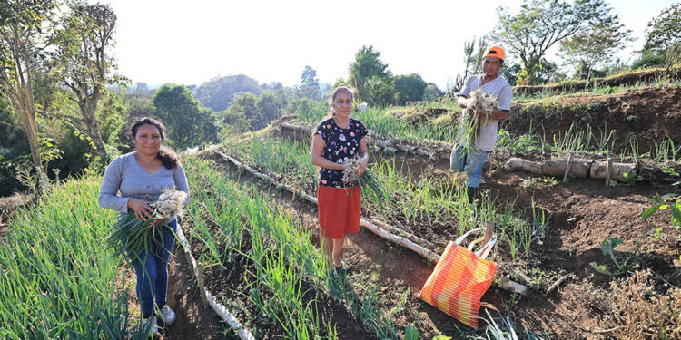 Los huertos comunitarios: una oportunidad para cultivar y mejorar la vida de las familias