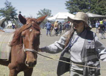 Vacunan a équidos en Jornada de Salud y Bienestar