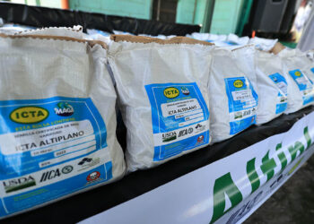 Variedad de maíz ICTA-Altiplano mejorará producción de familias del Altiplano