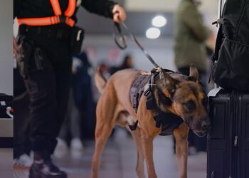 Operativos interinstitucionales fortalecen la seguridad aeroportuaria