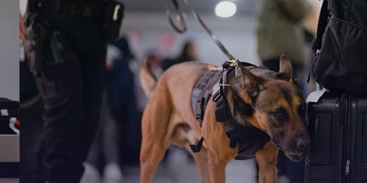 Operativos interinstitucionales fortalecen la seguridad aeroportuaria