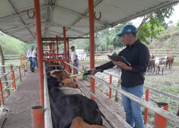 Petén: asistencia técnica garantiza sanidad ganadera para exportación