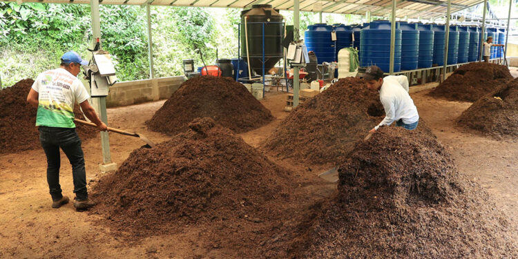 Abono orgánico, una práctica que mejorar la fertilidad del suelo