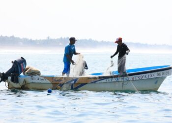 Acuerdan veda de cinco años para las especies de peces de las familias Scaridae