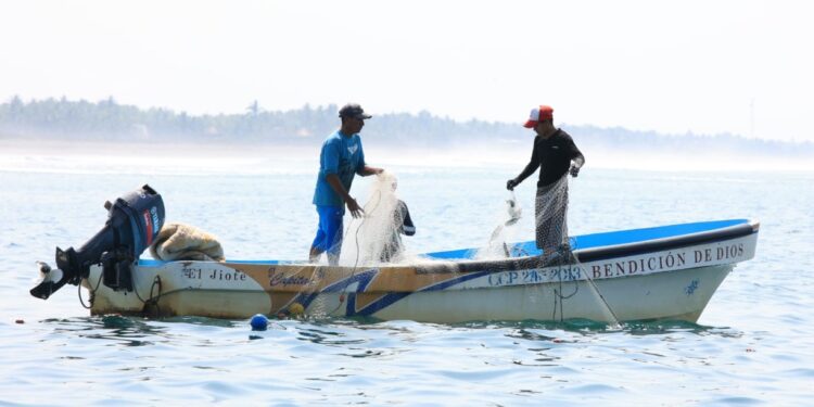Acuerdan veda de cinco años para las especies de peces de las familias Scaridae