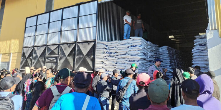 Bono Campesino impulsa la producción agrícola de Guatemala