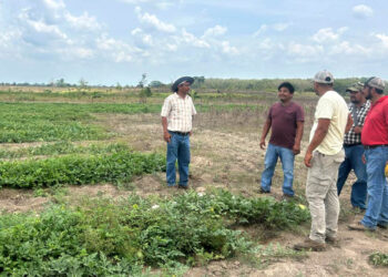 Brindan asistencia técnica a productores del PAE para mejorar cultivos