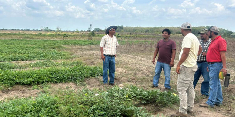 Brindan asistencia técnica a productores del PAE para mejorar cultivos