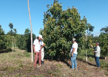 Brindan asistencia técnica en cultivo de aguacate