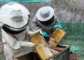 Brindan asistencia técnica para el manejo del apiario y la cosecha de miel