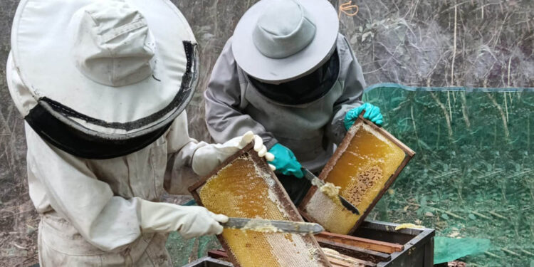 Brindan asistencia técnica para el manejo del apiario y la cosecha de miel