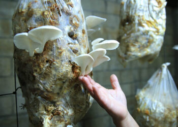 CADER de Purulhá celebra quinta cosecha de hongo ostra