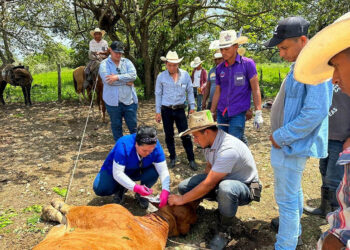 Capacitan a ganaderos en combate al Gusano Barrenador del Ganado