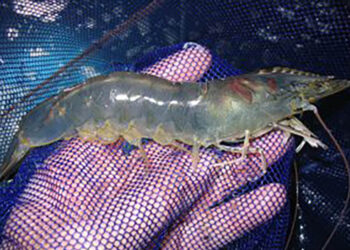 Declaran veda de camarón costero en el Océano Pacífico