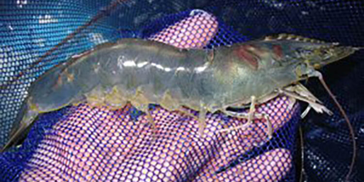 Declaran veda de camarón costero en el Océano Pacífico