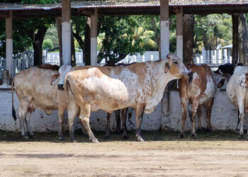 El ganado de raza pura debe contar con registro emitido por el MAGA