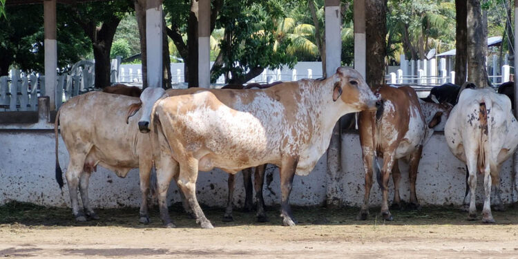 El ganado de raza pura debe contar con registro emitido por el MAGA