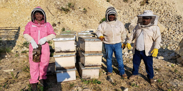 Entregan colmenas a nuevos apicultores en Petén