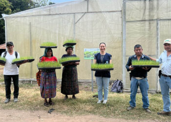 Entregan más de 7 mil pilones de cebolla en Baja Verapaz