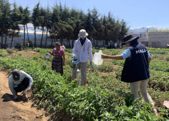 Estudiantes de Canadá realizan intercambio agrícola en Chimaltenango