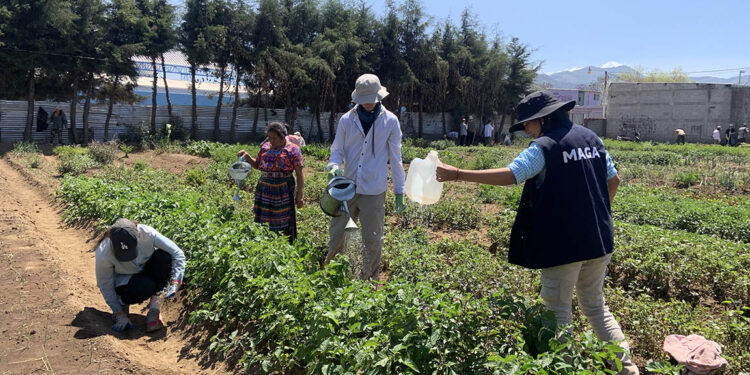 Estudiantes de Canadá realizan intercambio agrícola en Chimaltenango