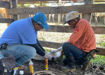 Experta de USDA visita el país para conocer acciones de control del Gusano Barrenador del Ganado