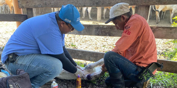 Experta de USDA visita el país para conocer acciones de control del Gusano Barrenador del Ganado