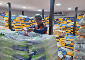 Exportación de semillas ingresan Q78 millones a la economía del país