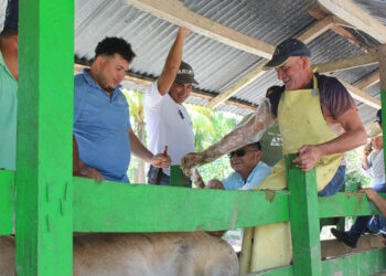 Ganaderos de Dolores, Petén se capacitan en inseminación artificial y fortalecen su producción