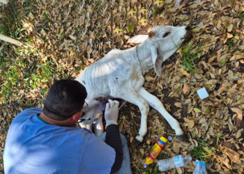 Guatemala mantiene control del GBG y logra recuperar a la mayoría de animales infectados