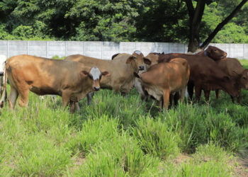 Guatemala mantiene muestreo para prevenir la brucelosis