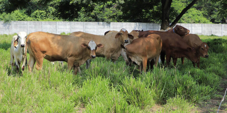 Guatemala mantiene muestreo para prevenir la brucelosis