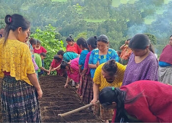 Huertos comunitarios fortalecen seguridad alimentaria en Chisec