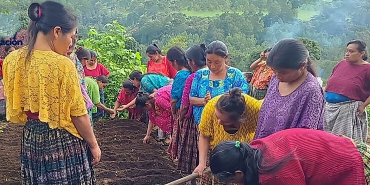 Huertos comunitarios fortalecen seguridad alimentaria en Chisec
